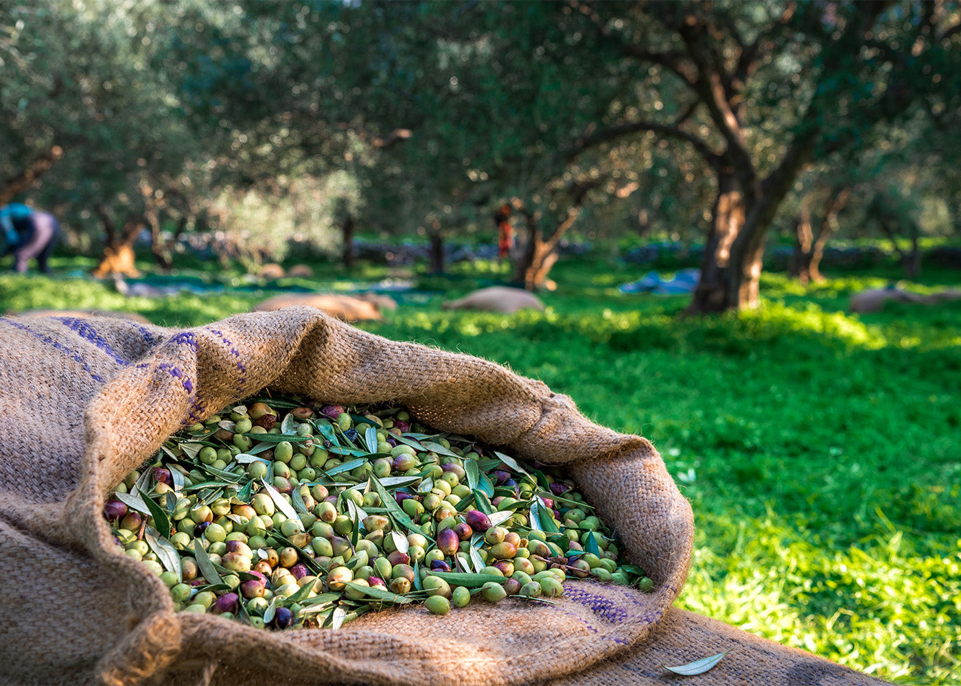 Olio TerraNostra di Congedi Mirko — foto 4